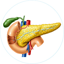 Fatty Pancreas